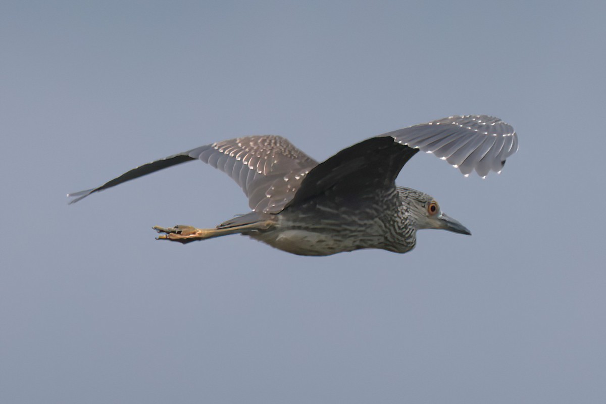 Yellow-crowned Night Heron - ML640267164