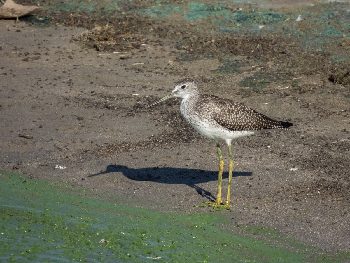 Greater Yellowlegs - ML640267165