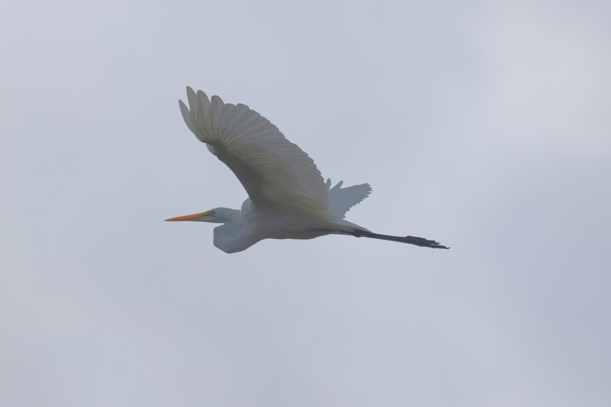 Great Egret - ML640267166