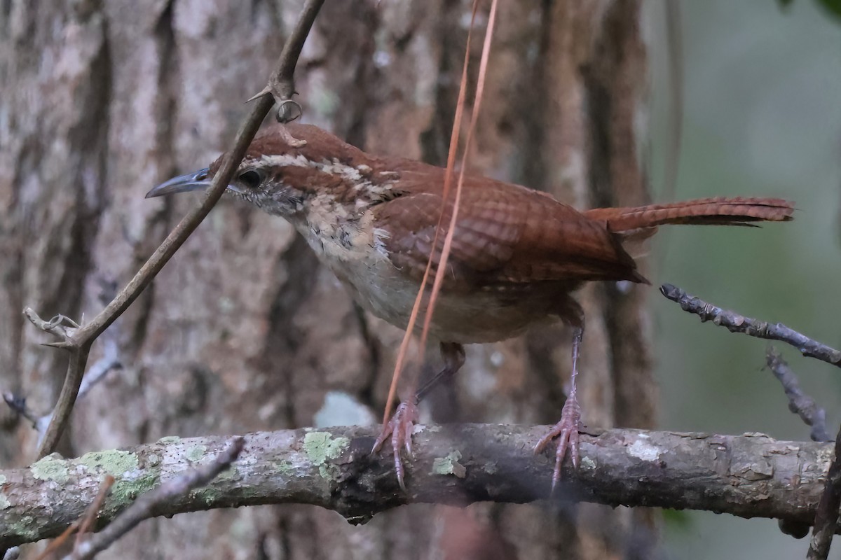 Carolina Wren - ML640267168