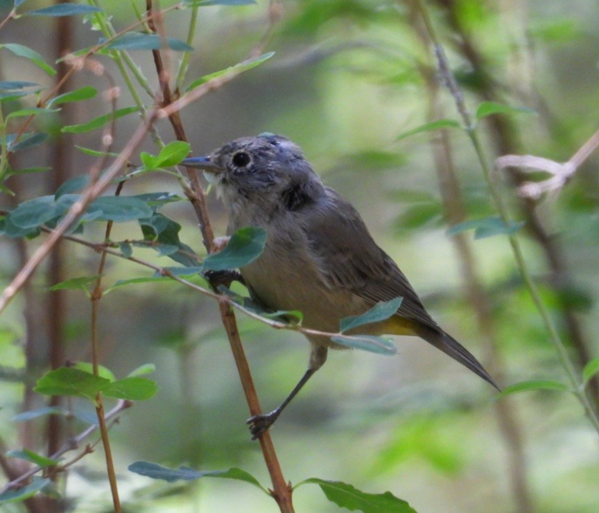 Virginia's Warbler - ML640267169