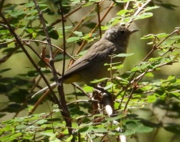 Virginia's Warbler - ML640267171