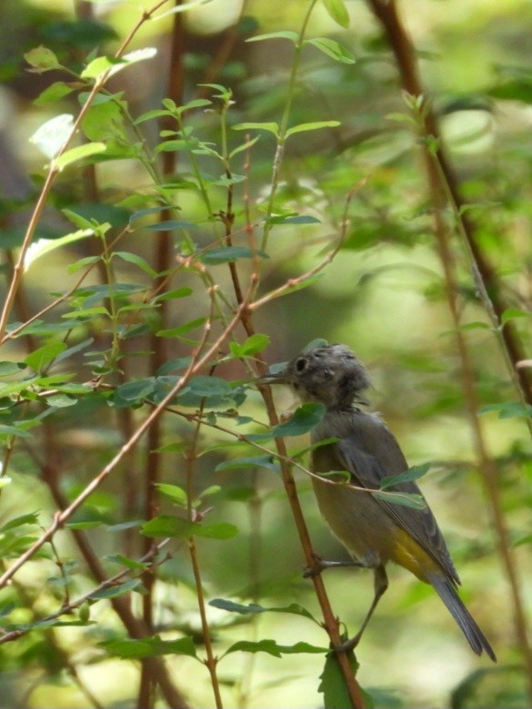 Gelbsteiß-Waldsänger - ML640267172