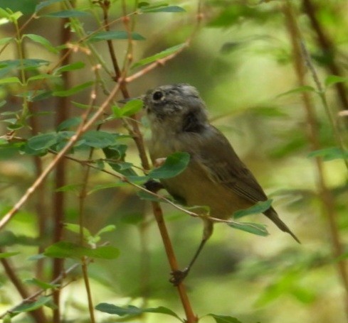 Virginia's Warbler - ML640267173
