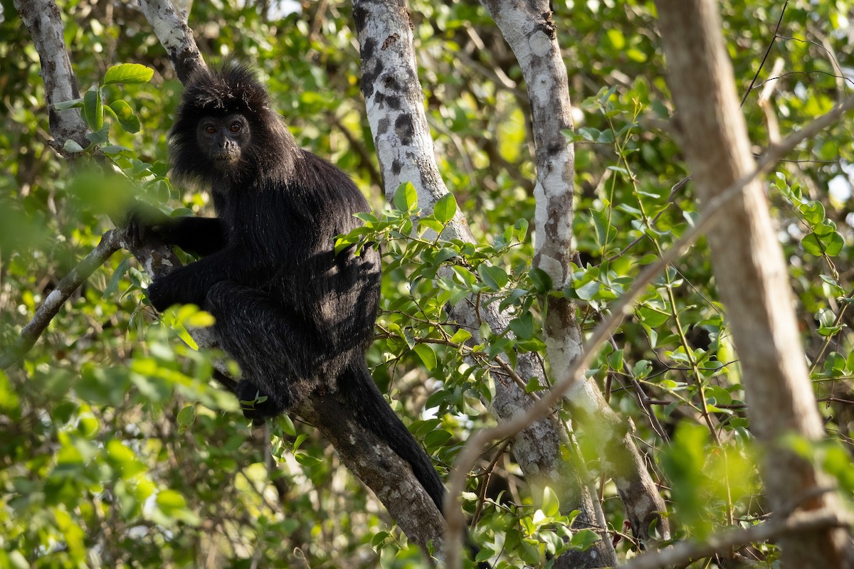Schwarzer Haubenlangur - ML640267177