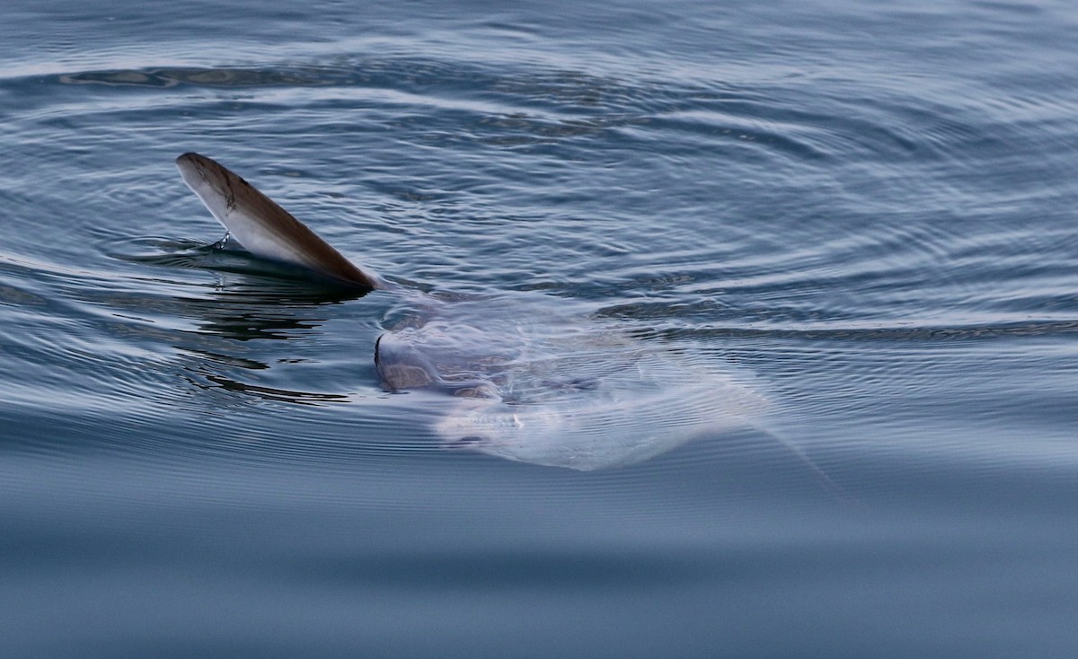 Mondfisch - ML640267182