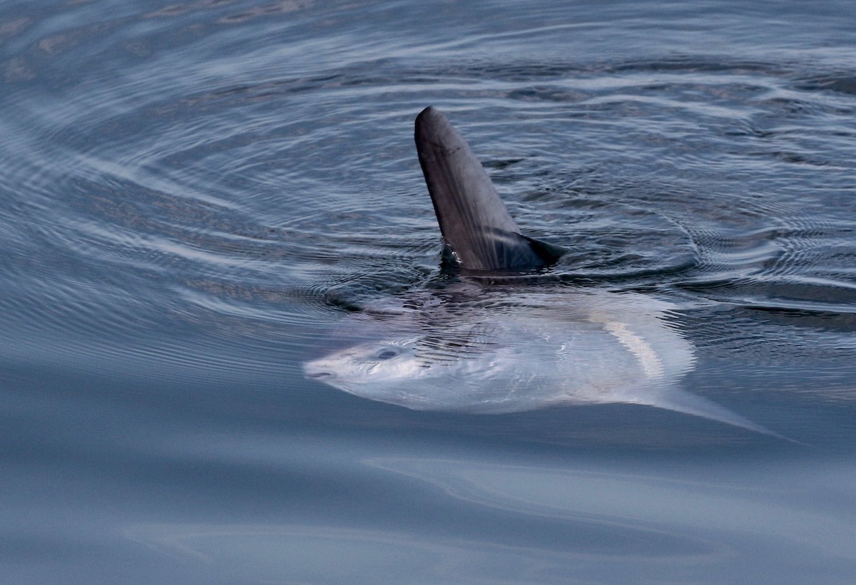Mondfisch - ML640267183