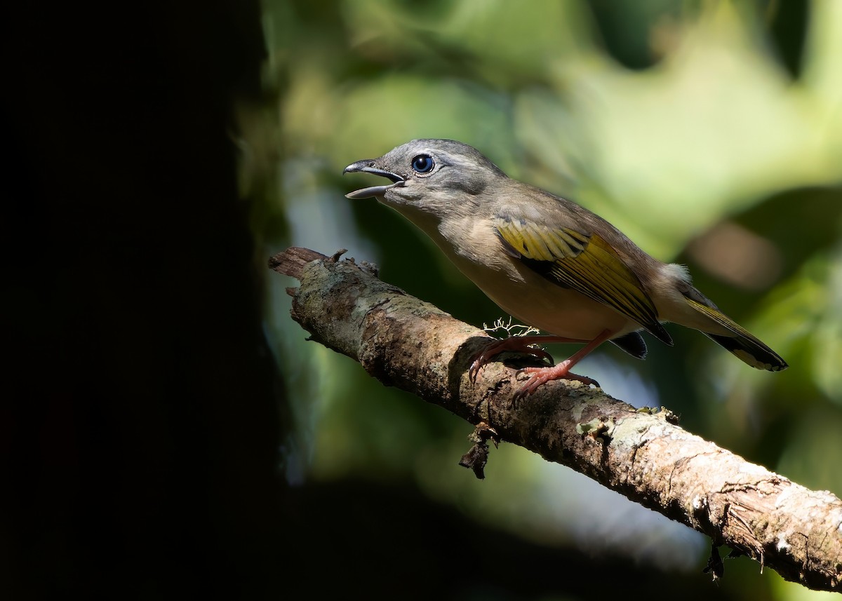 jungelprakttimal (aeralatus gr.) - ML640267211