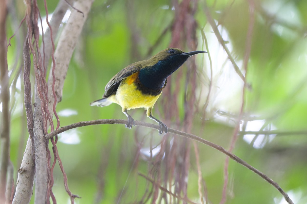 Ornate Sunbird (Ornate) - ML640267221