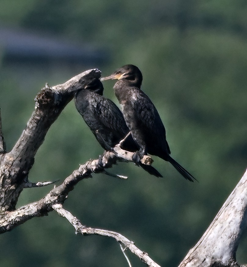 Neotropic Cormorant - ML640267226