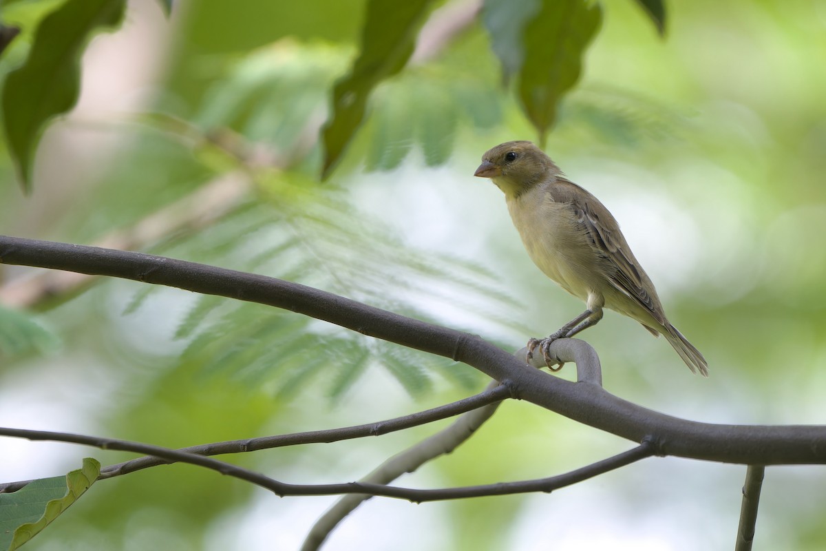 Plain-backed Sparrow - ML640267289
