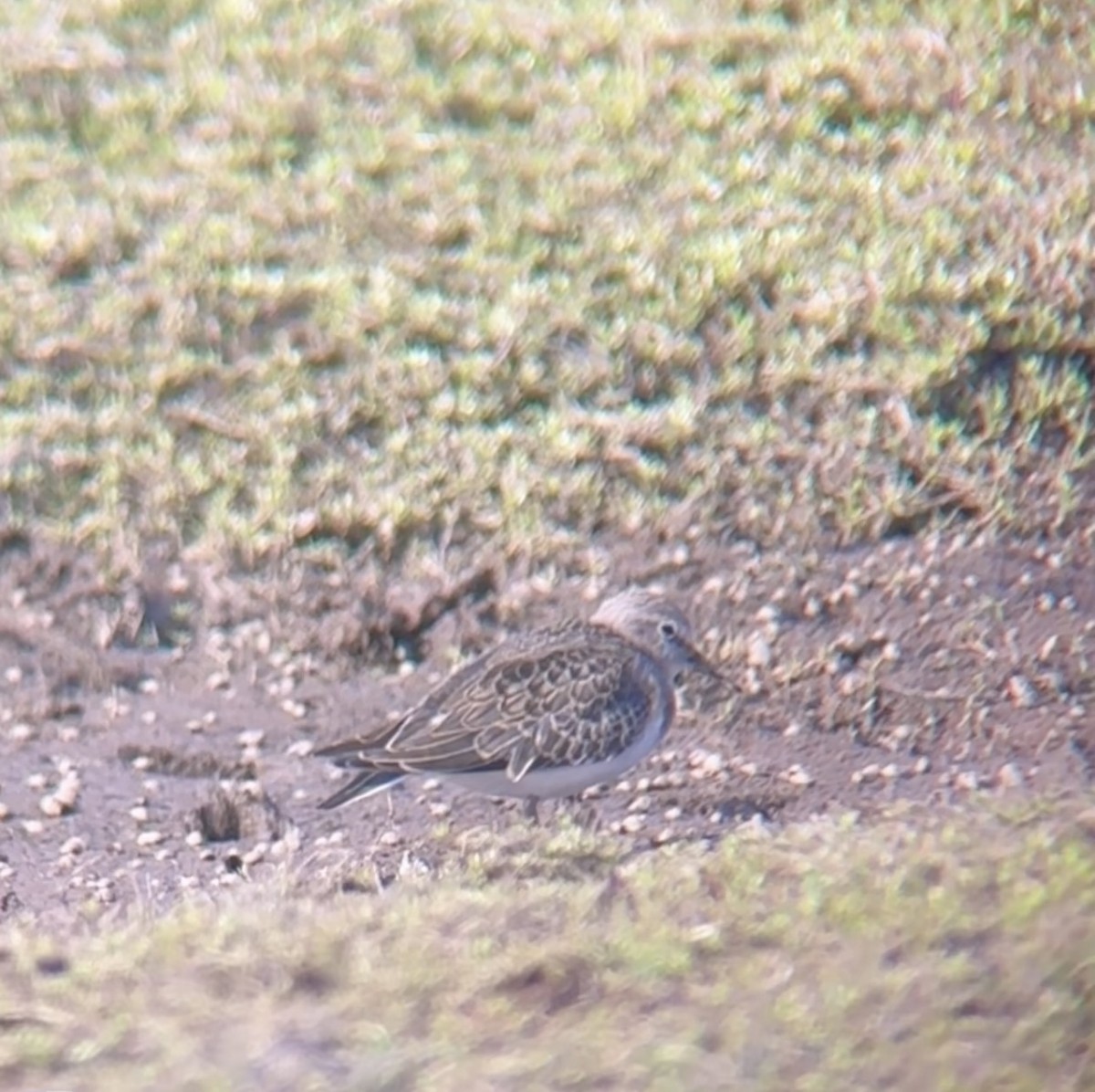 Temminck's Stint - ML640267292