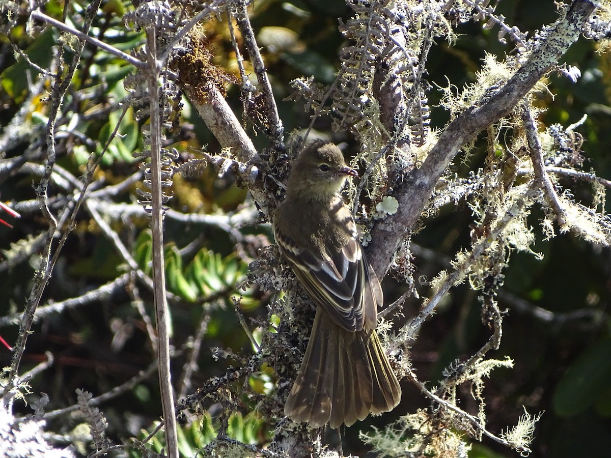 Highland Elaenia - ML640267324