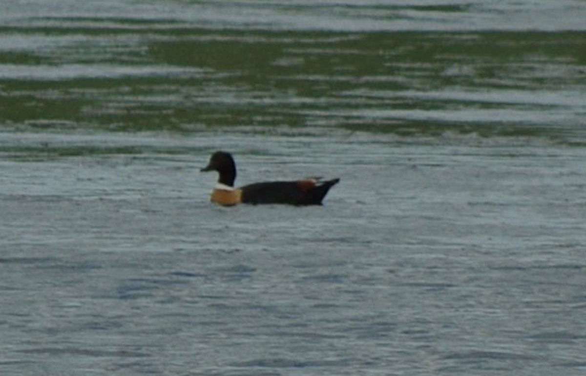 Australian Shelduck - ML640267435