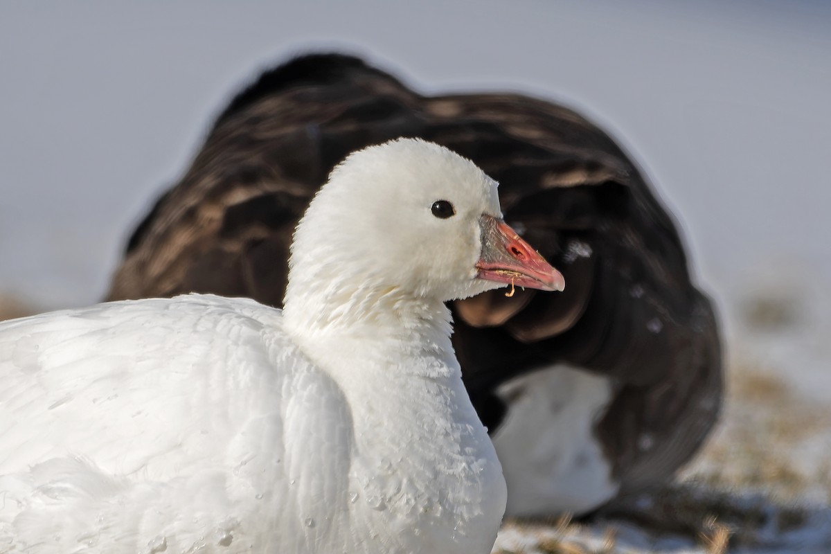 ML640267504 - Ross's Goose - Macaulay Library