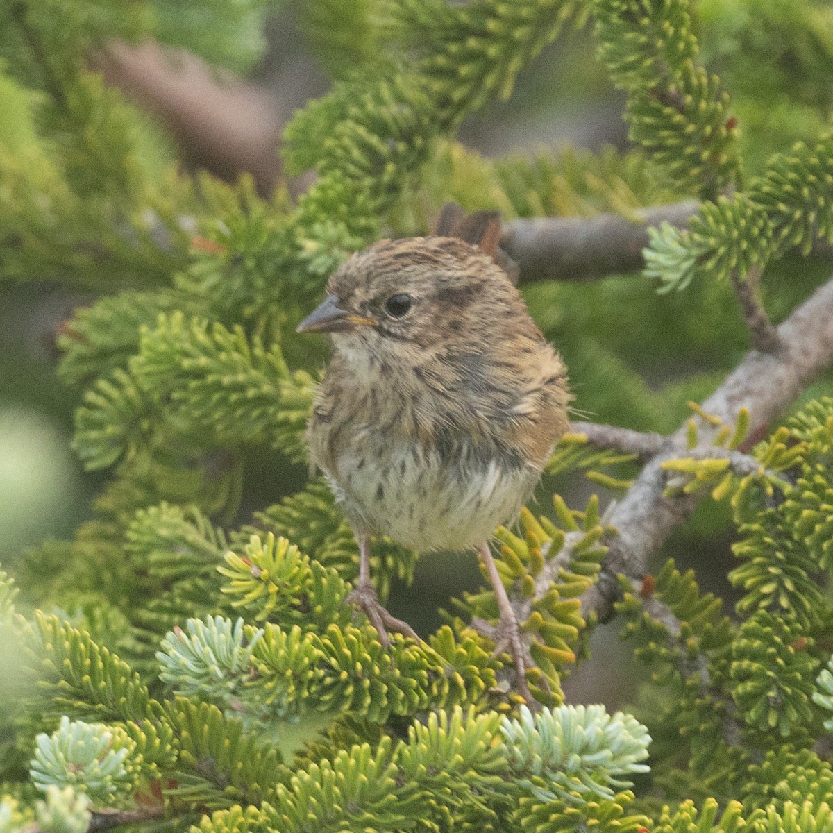 Swamp Sparrow - ML640267589