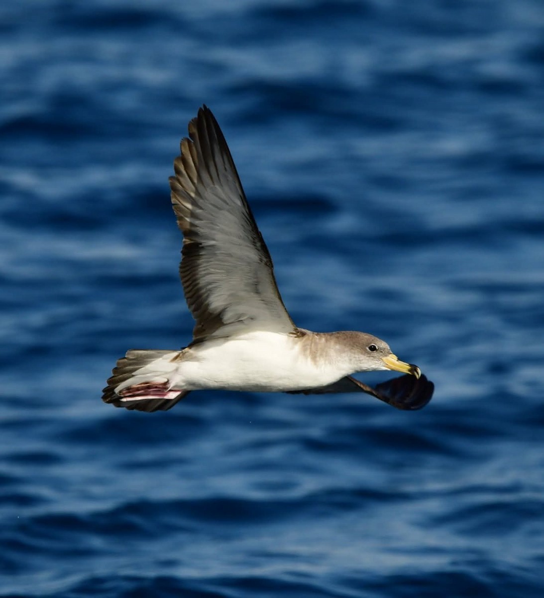 Puffin cendré ou P. de Scopoli - ML640267709
