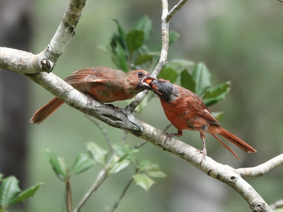 Northern Cardinal - ML640267750