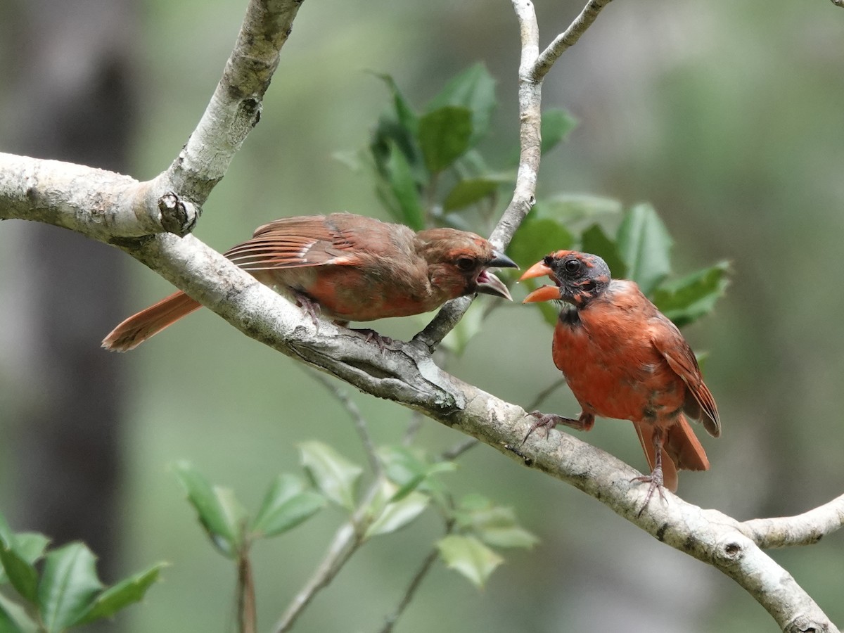 Northern Cardinal - ML640267751