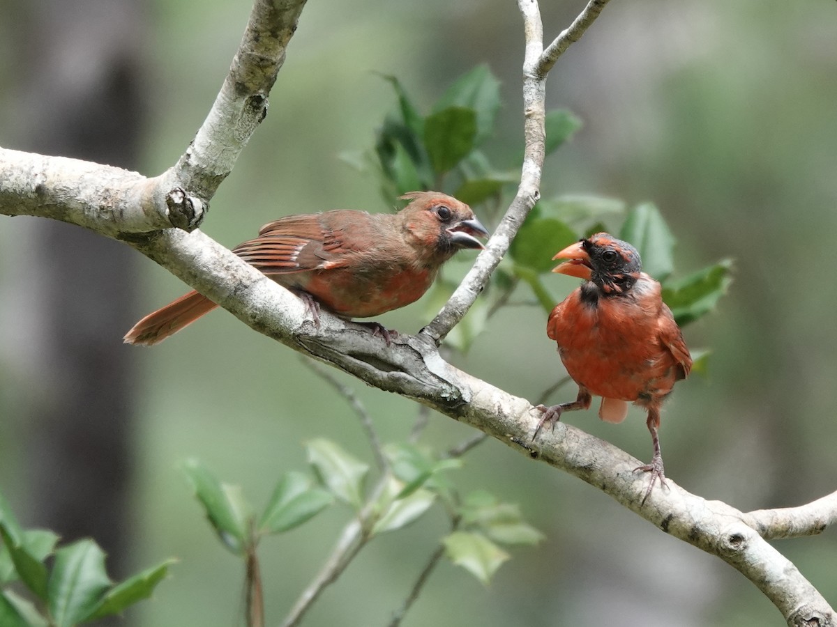 Northern Cardinal - ML640267752