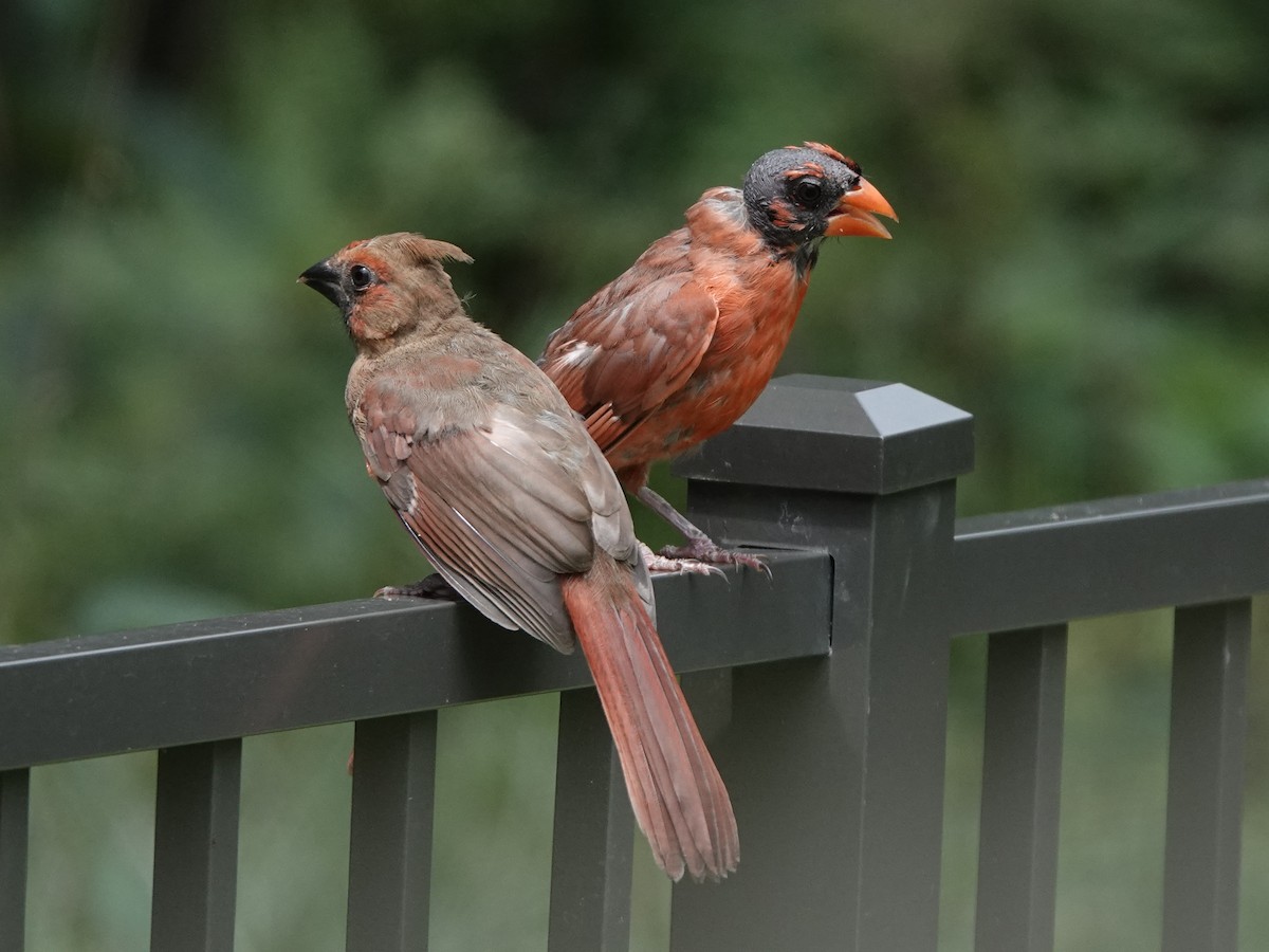 Northern Cardinal - ML640267753