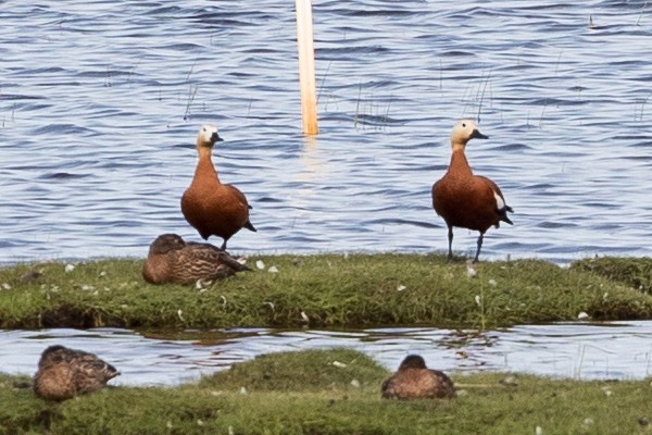 Ruddy Shelduck - ML640267769