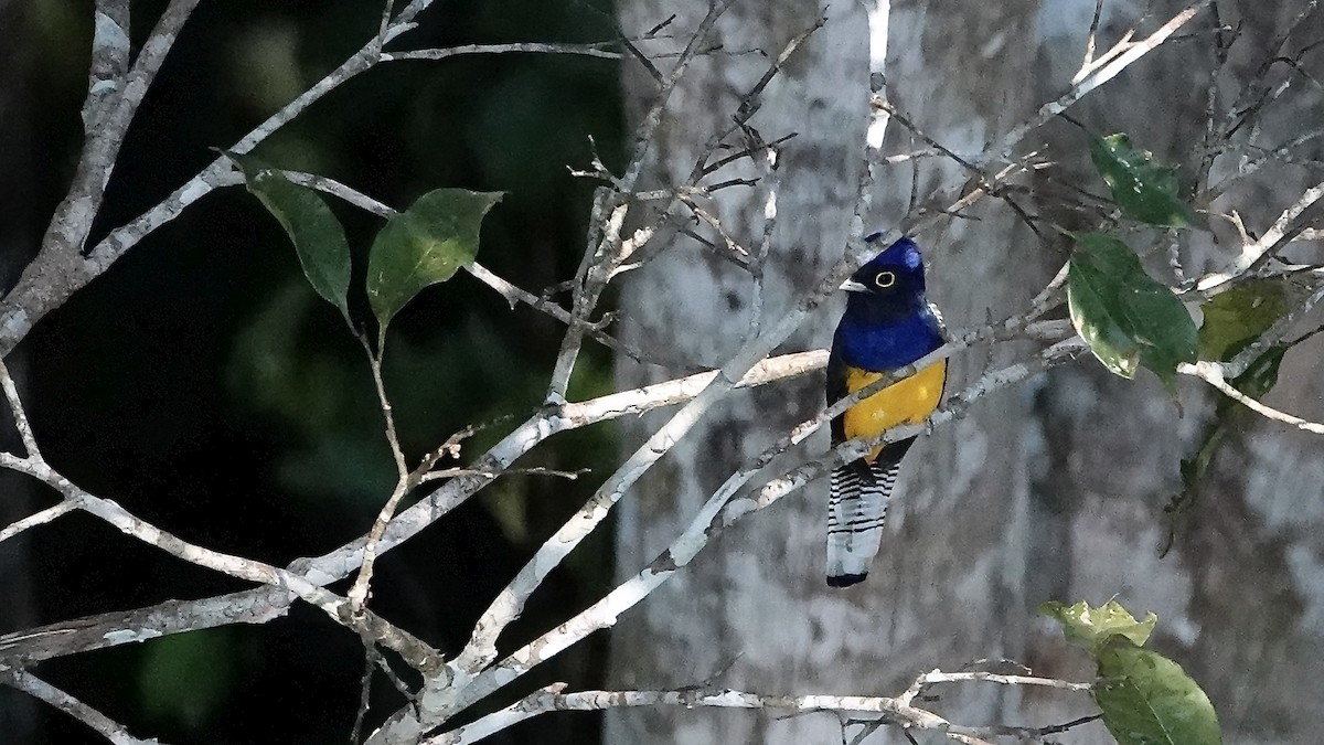 amazontrogon - ML640267809