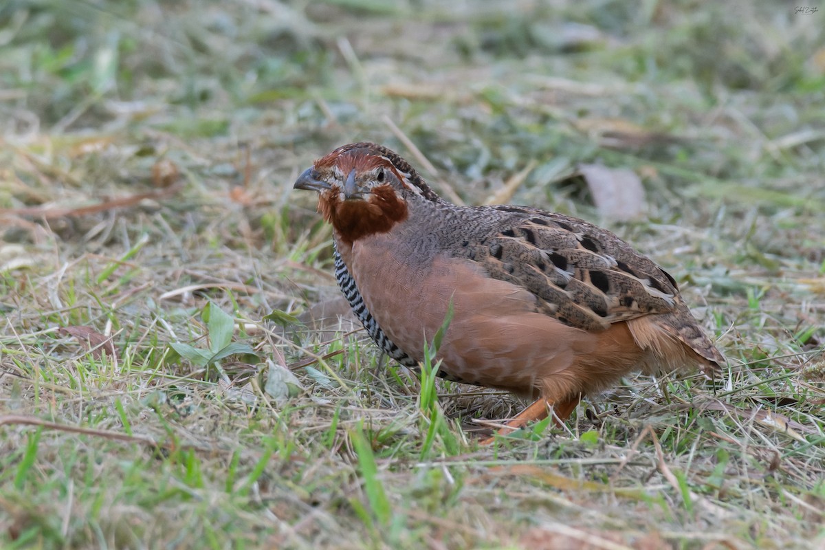 Perdicilla Golirroja - ML640267812