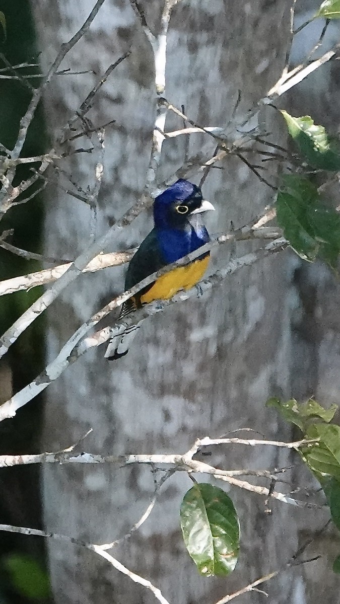 amazontrogon - ML640267814