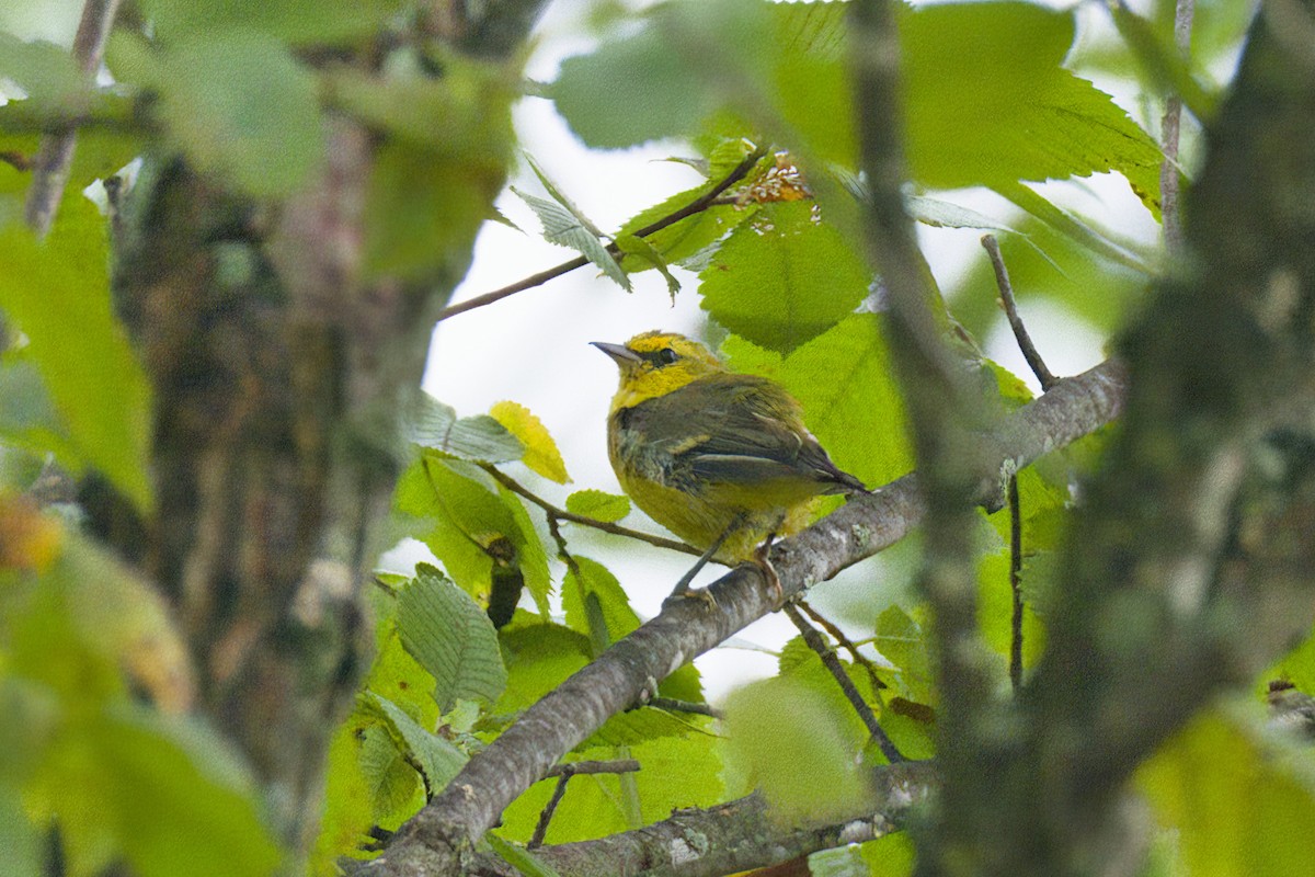 Golden-winged x Blue-winged Warbler (hybrid) - ML640267879