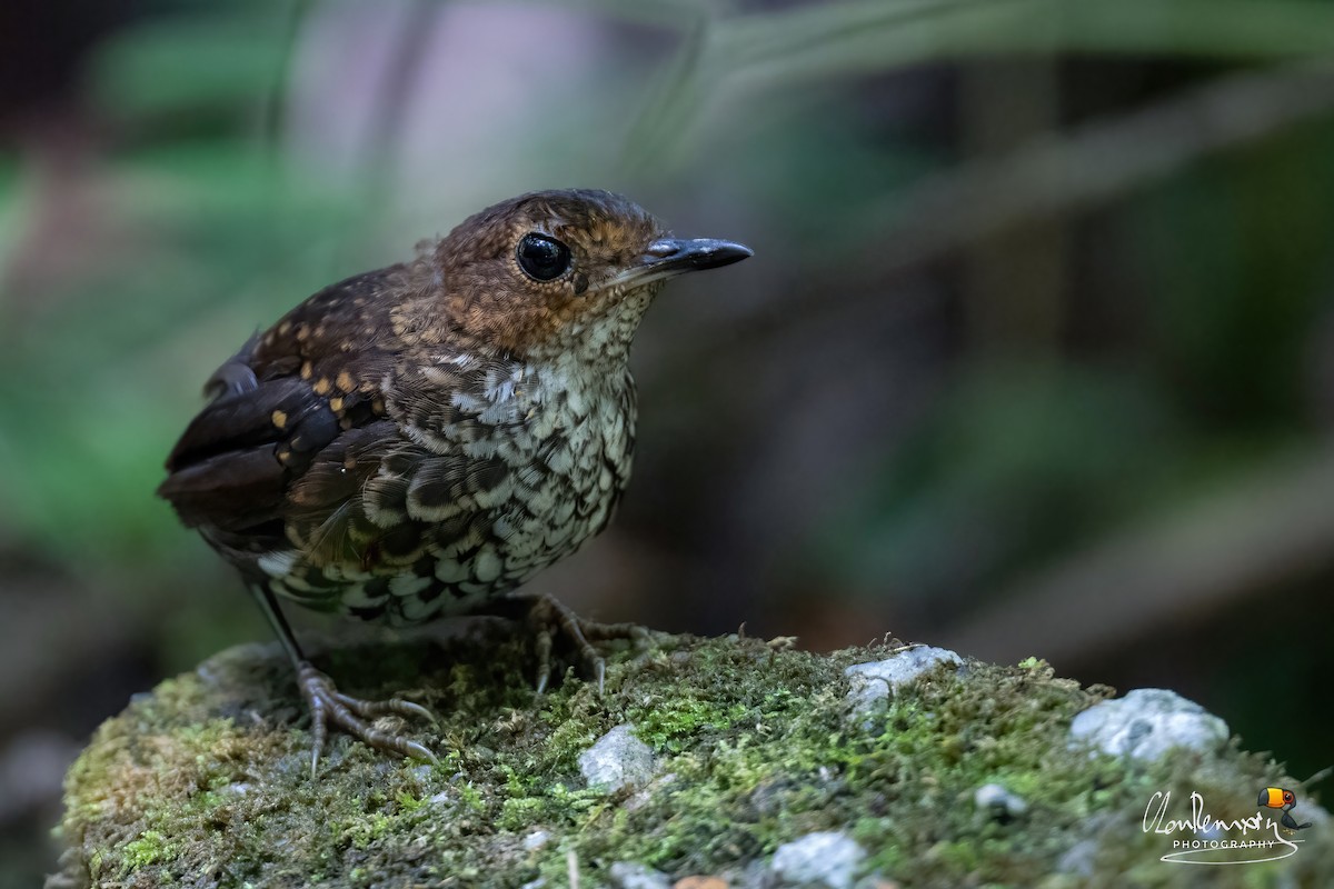 Pygmy Cupwing - ML640267944