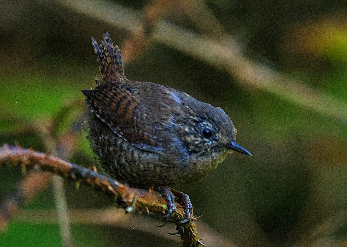 Pacific Wren - ML640267952
