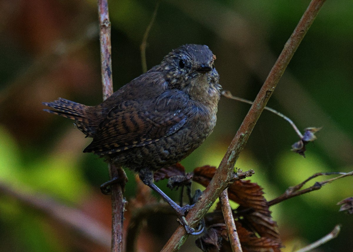 Pacific Wren - ML640267960