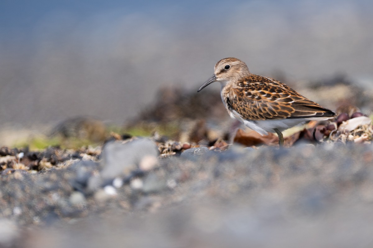 Least Sandpiper - ML640267983