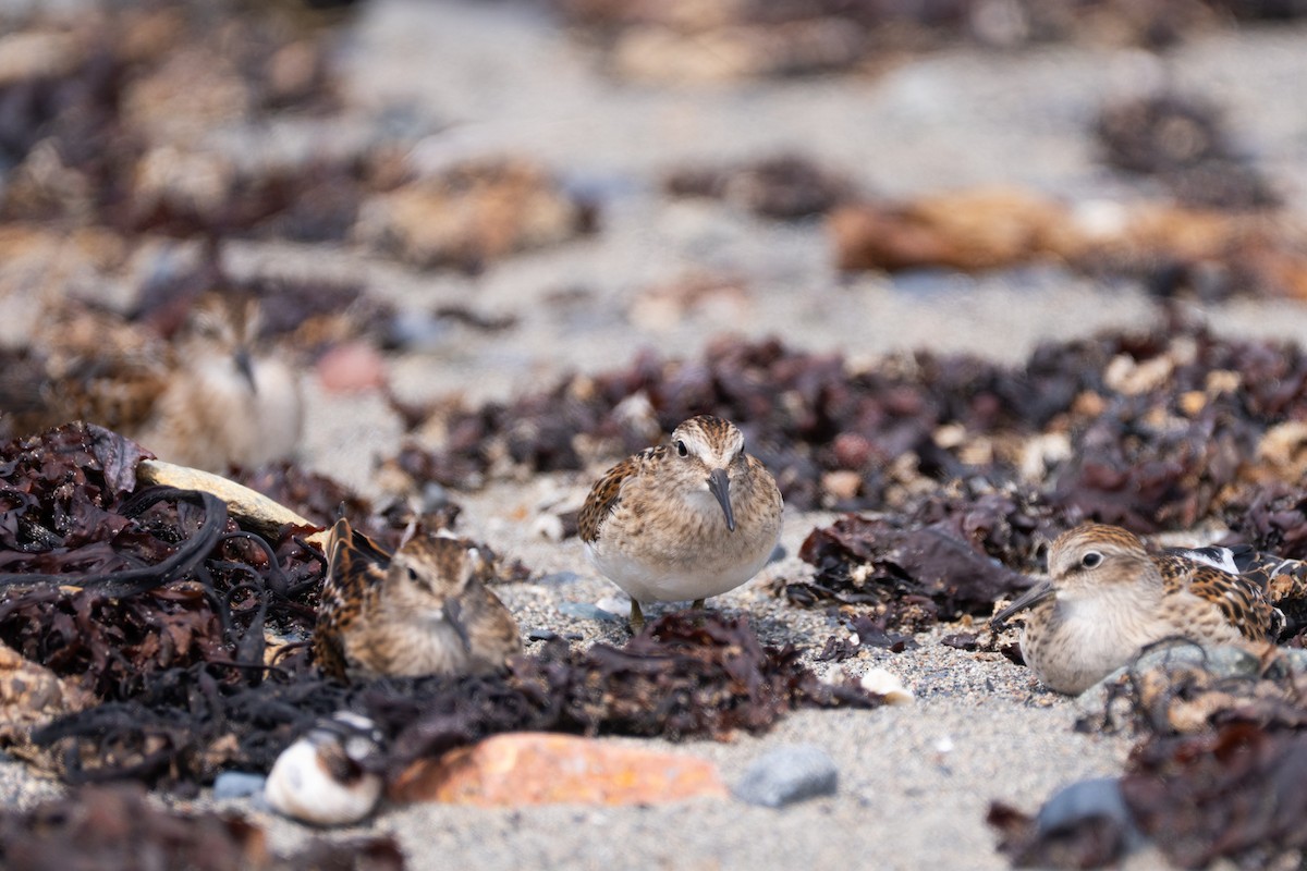 Least Sandpiper - ML640267984