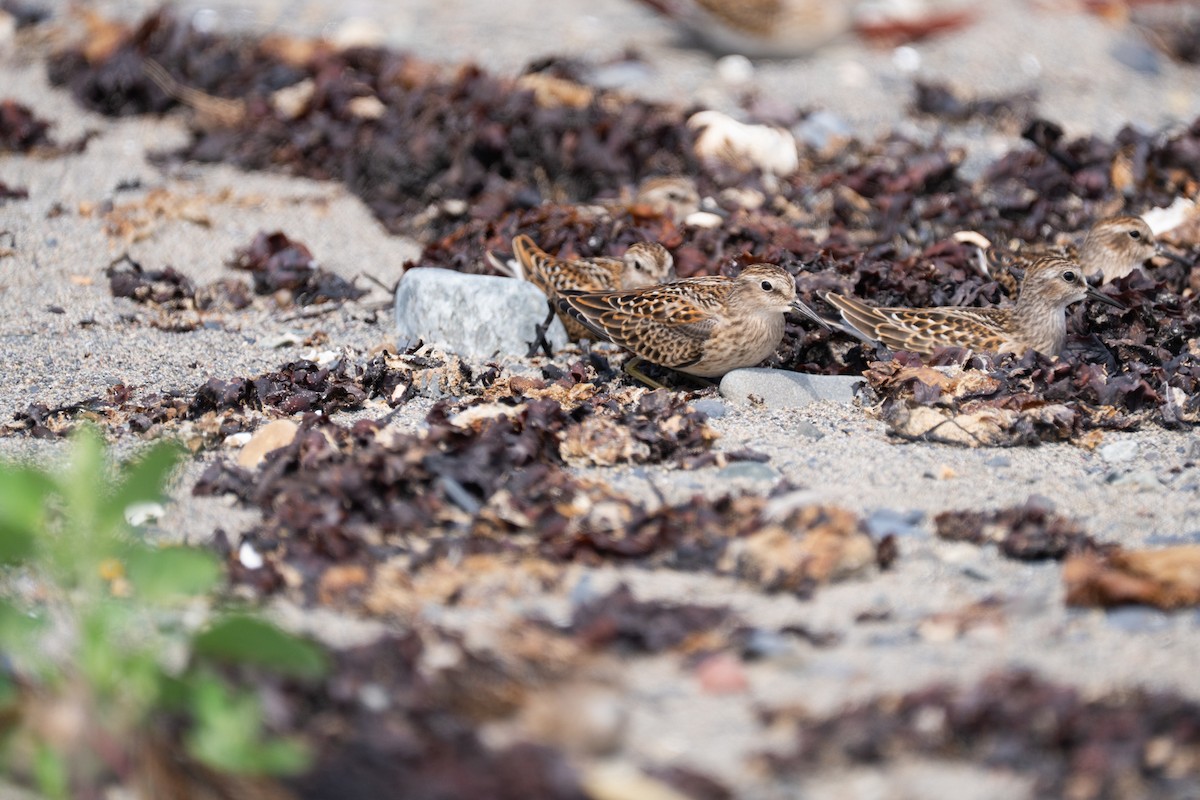 Least Sandpiper - ML640267985