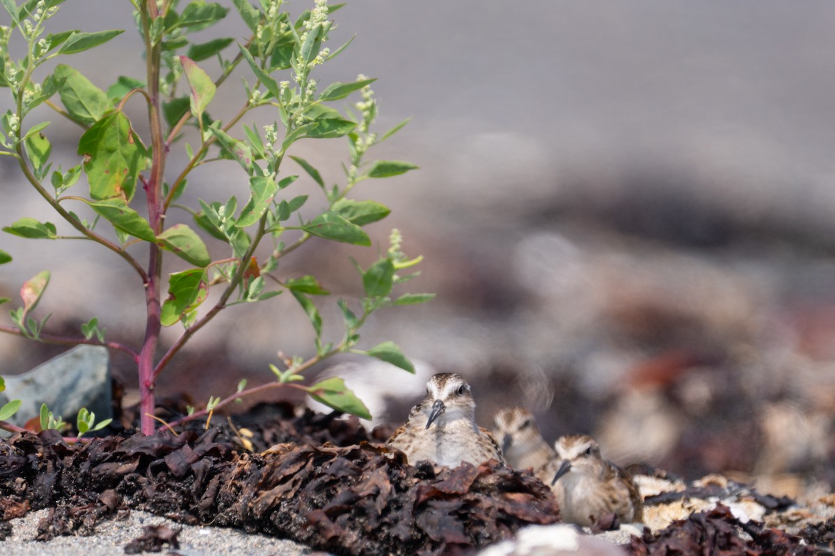 Least Sandpiper - ML640267987
