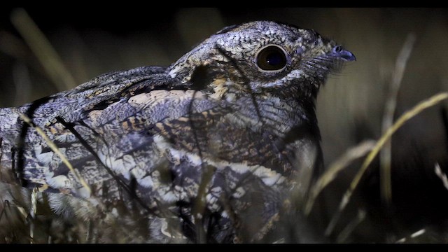 Eurasian Nightjar - ML640268023