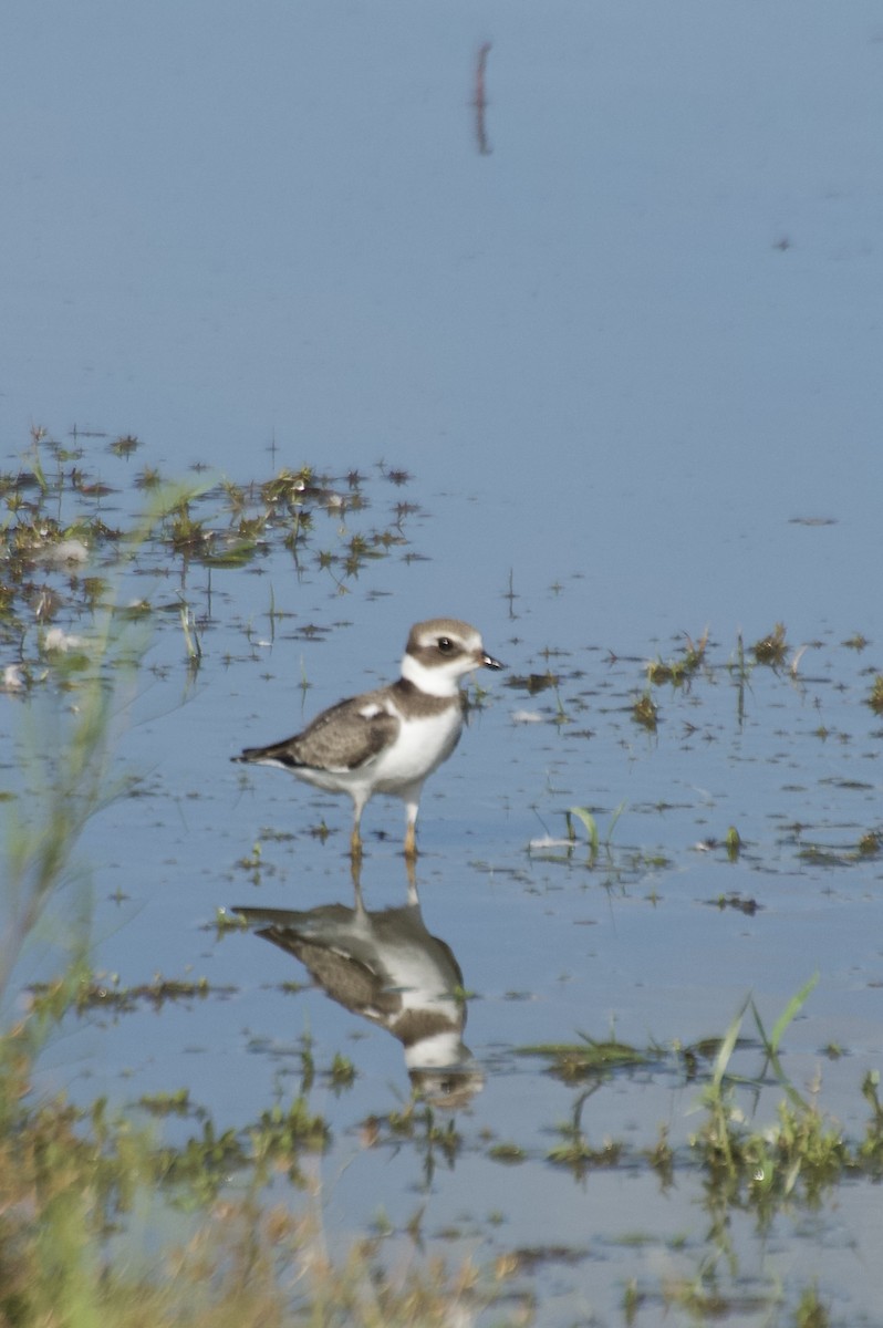 Semipalmated Plover - ML640268040