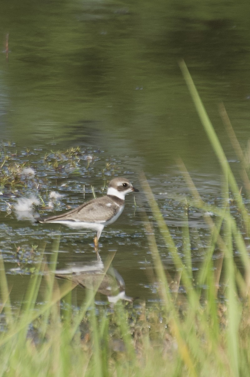 Semipalmated Plover - ML640268041