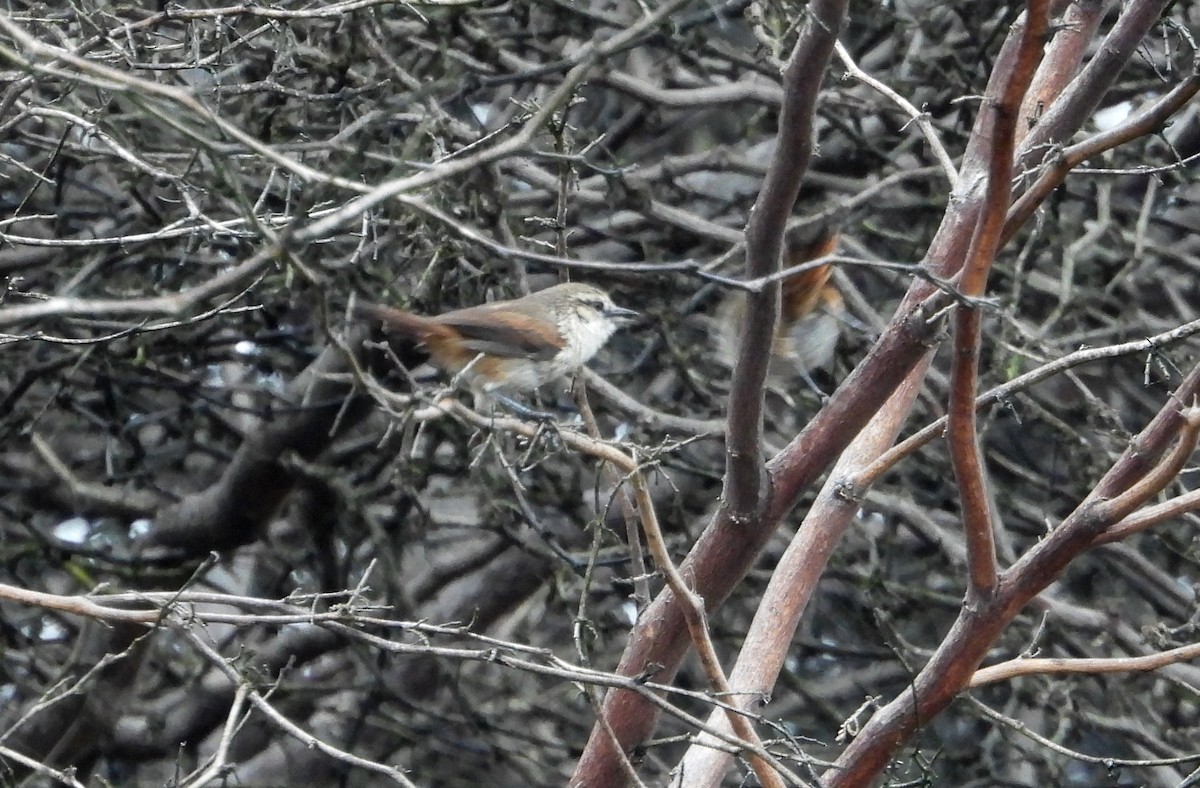 Necklaced Spinetail (La Libertad) - ML640268097
