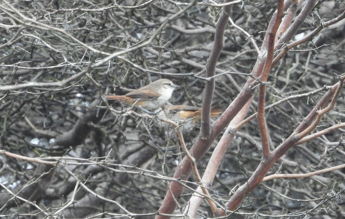 Necklaced Spinetail (La Libertad) - ML640268098
