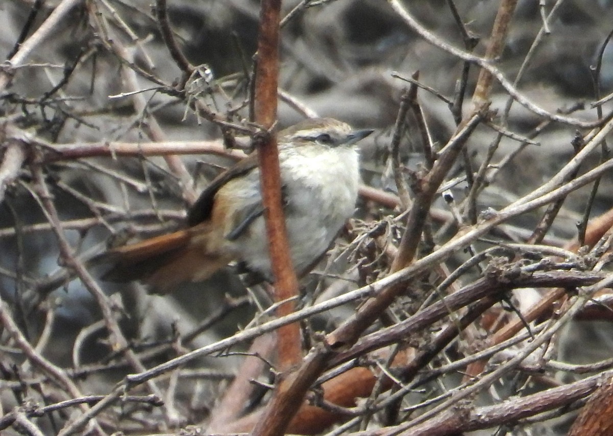 Necklaced Spinetail (La Libertad) - ML640268101