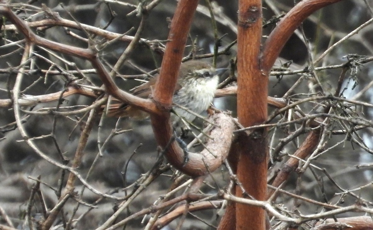 Necklaced Spinetail (La Libertad) - ML640268102