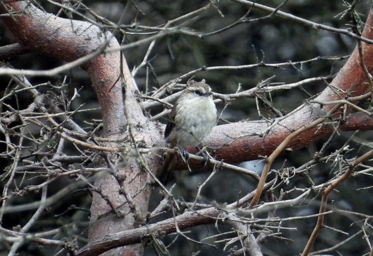 Necklaced Spinetail (La Libertad) - ML640268104