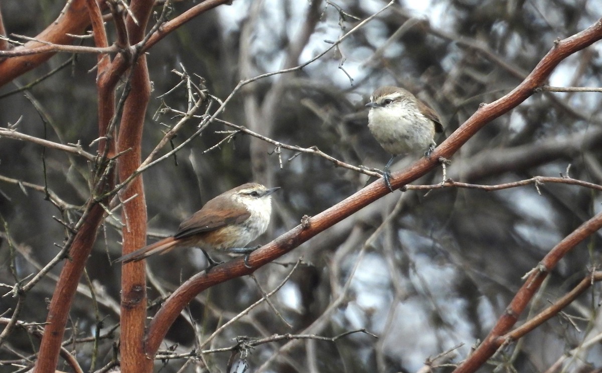 Necklaced Spinetail (La Libertad) - ML640268107