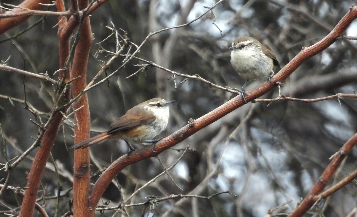 Necklaced Spinetail (La Libertad) - ML640268108