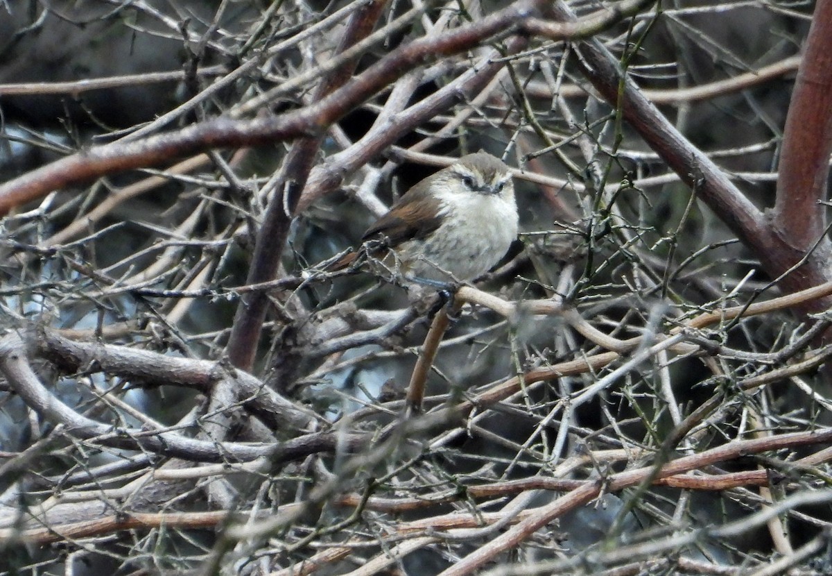 Necklaced Spinetail (La Libertad) - ML640268110