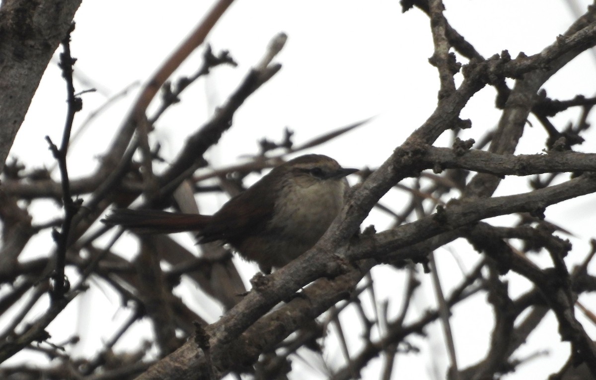 Necklaced Spinetail (La Libertad) - ML640268113