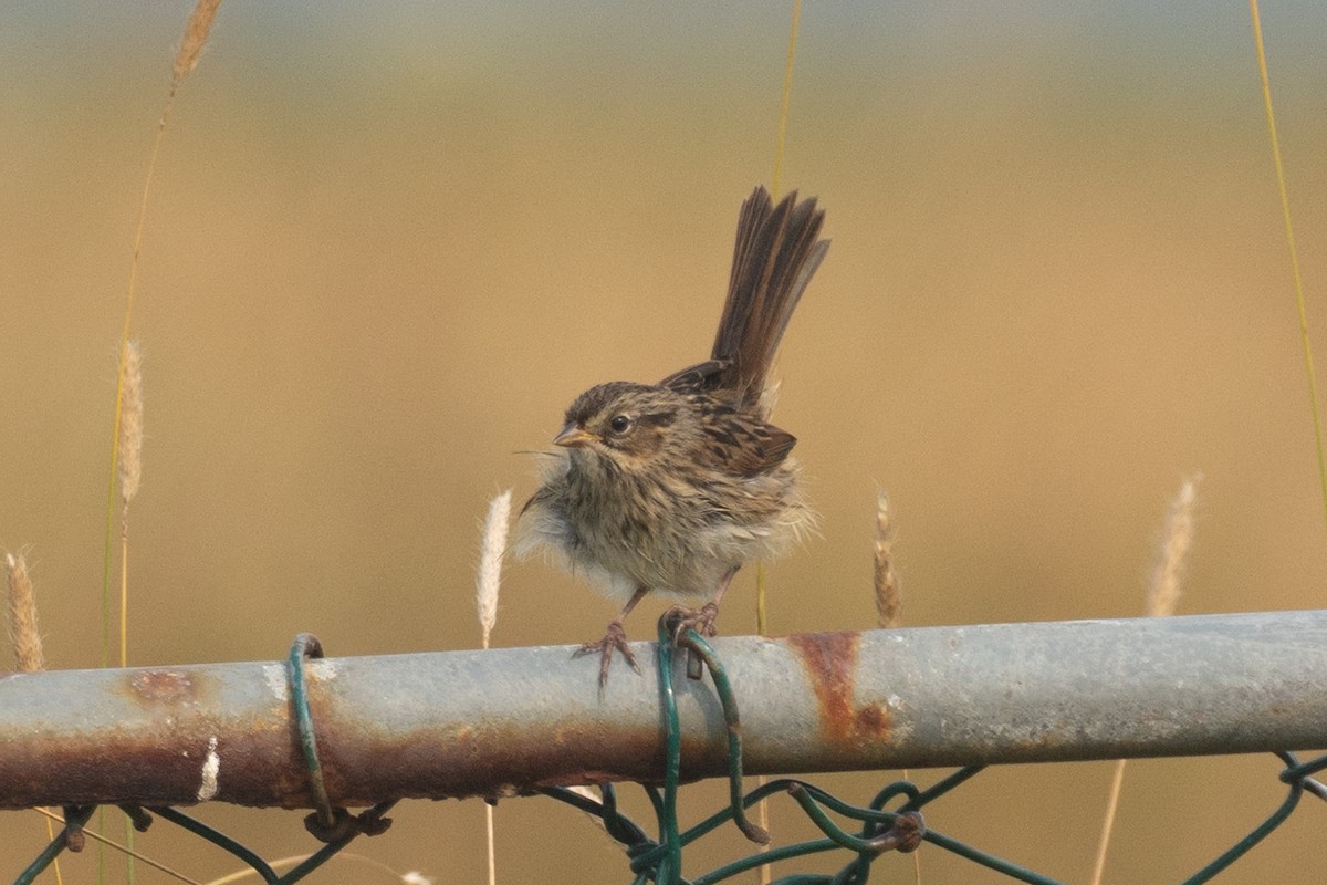 Swamp Sparrow - ML640268143